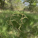 branches-tortueuses-broceliande-bain-de-foret