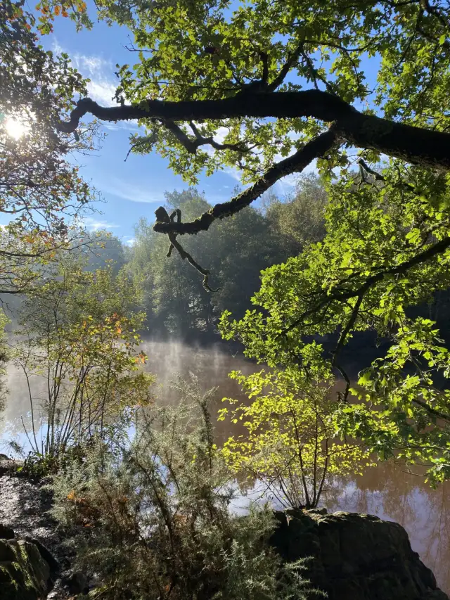 Isabelle, guide de bains de forêt et de sylvothérapie en Brocéliande