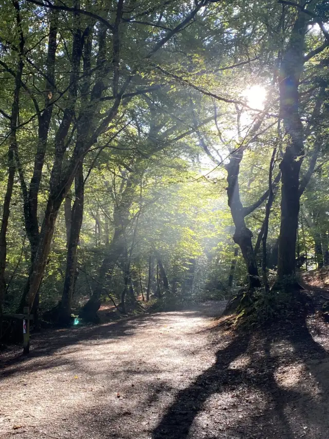 Arbres et végétation de Brocéliande pendant un bain de forêt guidé